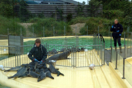 Seehunde