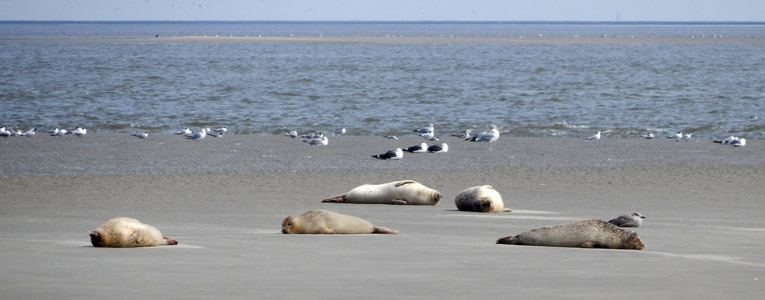 Seehunde