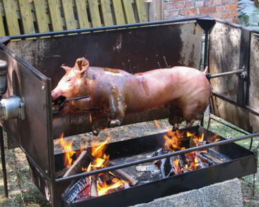 Schwein